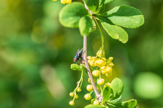 A fly on a currant branch with blossoming yellow flowers