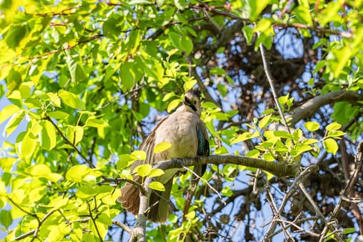 Caucasian jay sits on a garden tree with sawn branches