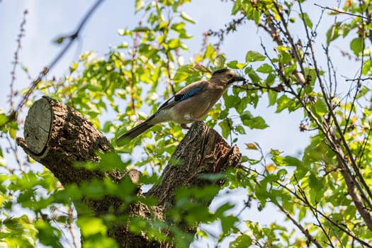 Caucasian jay sits on a garden tree with sawn branches