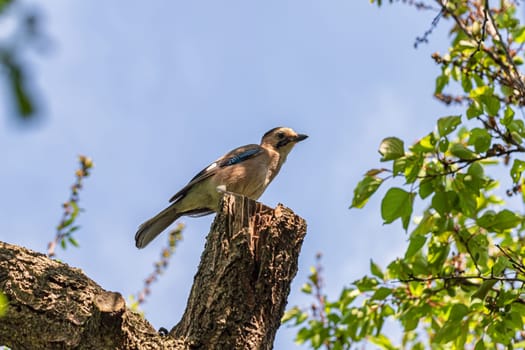 Caucasian jay sits on a garden tree with sawn branches