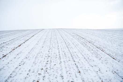 Green young sprouts of wheat, barley, rye under the layer of fresh snow in a spring