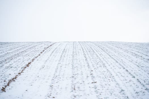 Green young sprouts of wheat, barley, rye under the layer of fresh snow in a spring