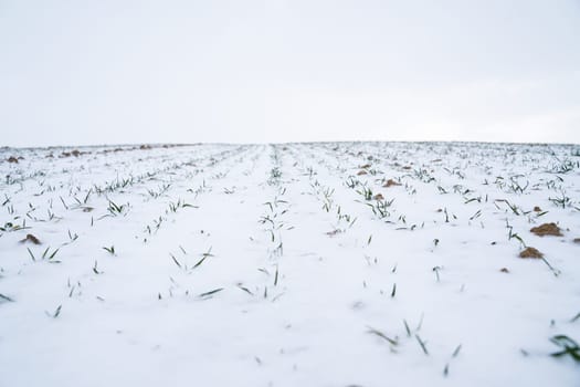 Landscape of wheat agricultural field covered with snow in winter season. Agriculture process with a crop cultures