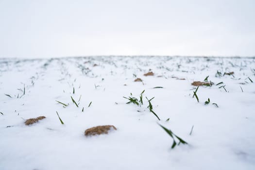 Green young sprouts of wheat, barley, rye under the layer of fresh snow in a spring