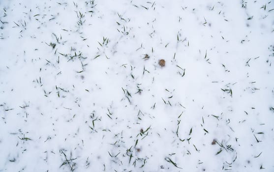 Green young sprouts of wheat, barley, rye under the layer of fresh snow in a spring