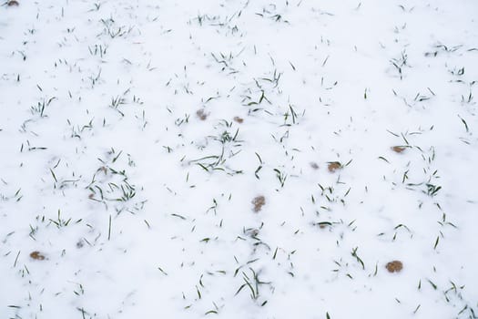 Wheat field covered with snow in winter season. Growing grain crops in a cold season. Agriculture process with a crop cultures