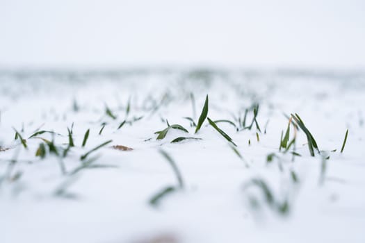 Close up green young sprouts of wheat, barley, rye under the layer of fresh snow in a spring