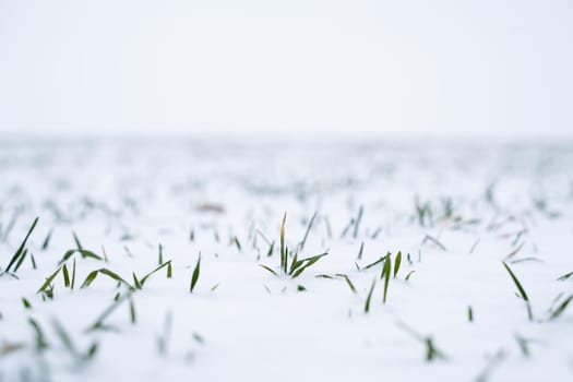 Sprouts of wheat under the snow in winter season. Growing grain crops in a cold season. Agriculture process with a crop cultures