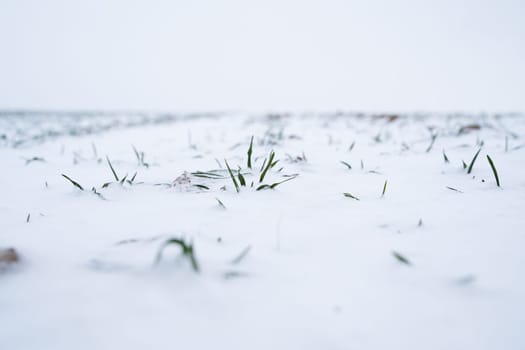 Close up green young sprouts of wheat, barley, rye under the layer of fresh snow in a spring