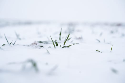 Sprouts of wheat under the snow in winter season. Growing grain crops in a cold season. Agriculture process with a crop cultures