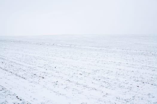 Landscape of wheat field covered with snow in winter season. Agriculture process with a crop cultures