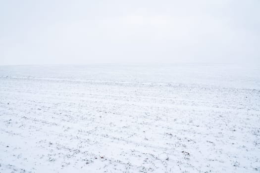 Green young sprouts of wheat, barley, rye under the layer of fresh snow in a spring