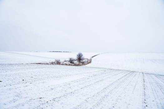 Landscape of wheat field covered with snow in winter season. Agriculture process with a crop cultures