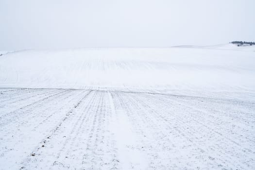 Sprouts of wheat under the snow in winter season. Growing grain crops in a cold season. Agriculture process with a crop cultures