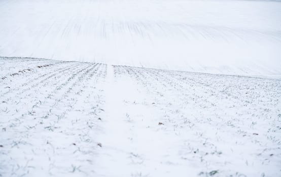 Landscape of wheat agricultural field covered with snow in winter season. Agriculture process with a crop cultures