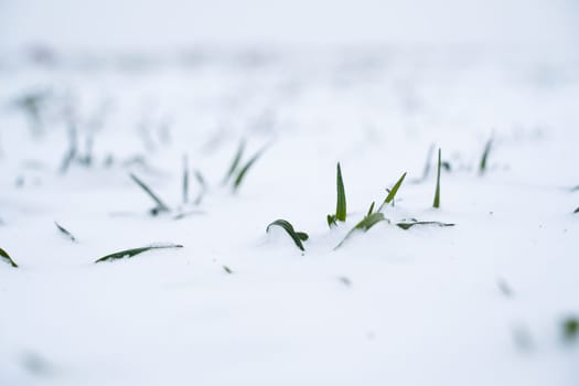 Green young sprouts of wheat, barley, rye under the layer of fresh snow in a spring