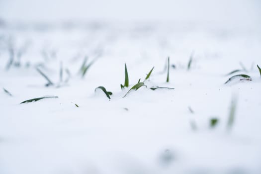 Close up green young sprouts of wheat, barley, rye under the layer of fresh snow in a spring