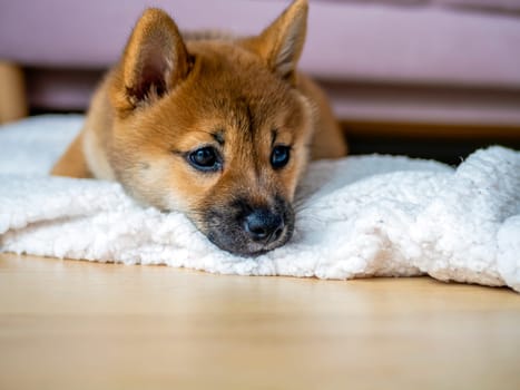 Portrait of cute Shiba Inu small dog, puppy, Close up. Dogecoin. Red-haired Japanese dog smile portrait. Illuminating color, cryptocurrency, electronic money. High quality photo