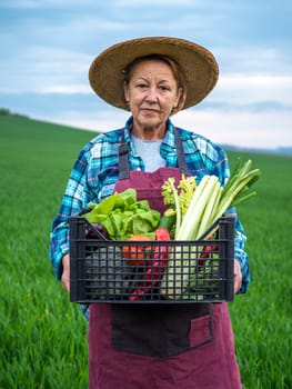 Senior woman farmer full length portrait wear straw hat and with a basket of fresh vegetables walks through field of vegetables at sunset. Bio vegetables