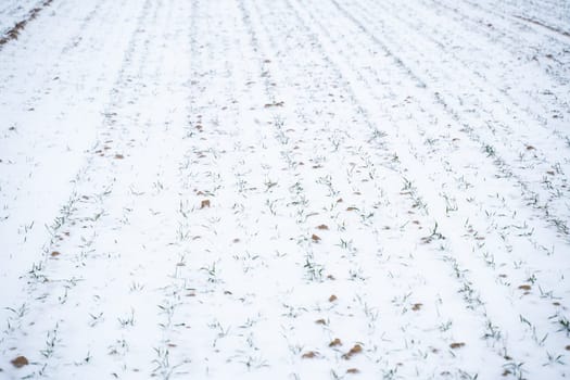 Sprouts of wheat under the snow in winter season. Growing grain crops in a cold season. Agriculture process with a crop cultures