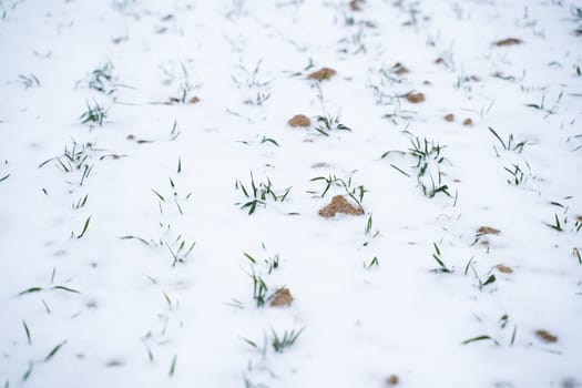 Wheat field covered with snow in winter season. Growing grain crops in a cold season. Agriculture process with a crop cultures