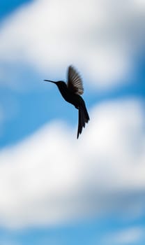 Dark silhouette of a hummingbird in flight, with its beak ready for action, against a blue, cloud-filled sky. Space for text.