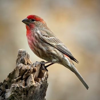 Male House Finch standing on a perch early morning sunrise.