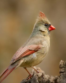 Female Cardinal standing on a perch early morning.