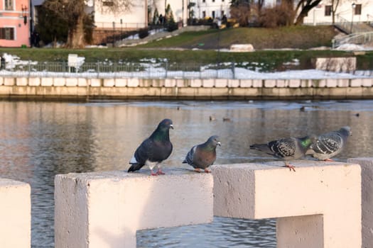 Pigeons sitting on a parapet by the river close up