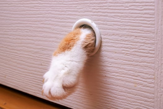 The cat pulls out its paw from behind the door