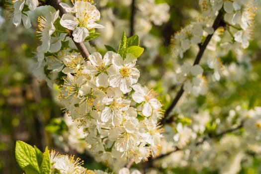 White plum flowers on a background of light blue sky. Selective focus