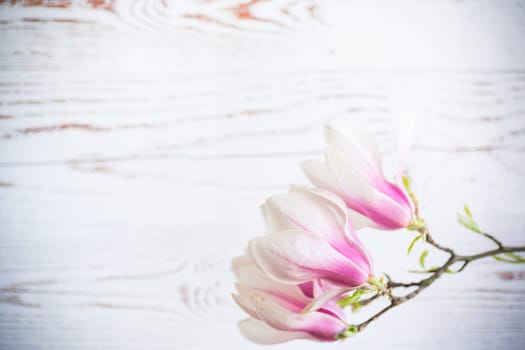 Branch with blooming pink Magnolia flowers on blurred wooden background