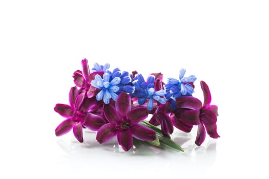 cute spring little colored flowers isolated on white background