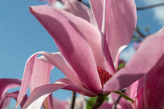 Gentle pink Magnolia soulangeana Flower on a twig blooming against clear blue sky at spring