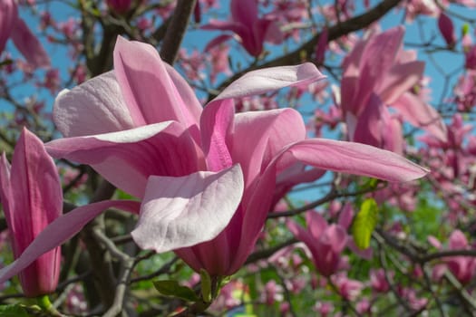 Gentle pink Magnolia soulangeana Flower on a twig blooming against clear blue sky at spring