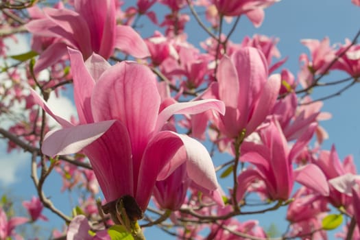 Gentle pink Magnolia soulangeana Flower on a twig blooming against clear blue sky at spring