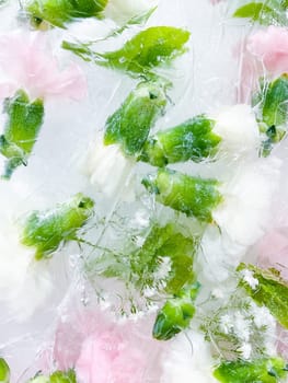 carnation, garden flowers frozen in ice, garden flower, carnation in ice, frozen carnation flower, flowers in ice, pink flower, ice with frozen pink carnation