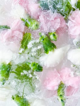 carnation, garden flowers frozen in ice, garden flower, carnation in ice, frozen carnation flower, flowers in ice, pink flower, ice with frozen pink carnation