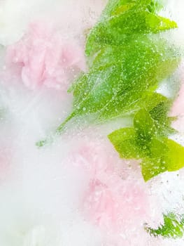 carnation, garden flowers frozen in ice, garden flower, carnation in ice, frozen carnation flower, flowers in ice, pink flower, ice with frozen pink carnation