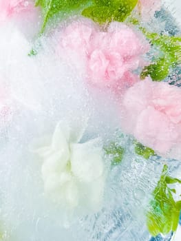 carnation, garden flowers frozen in ice, garden flower, carnation in ice, frozen carnation flower, flowers in ice, pink flower, ice with frozen pink carnation