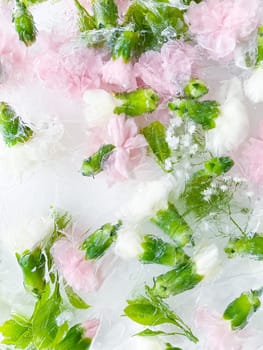 carnation, garden flowers frozen in ice, garden flower, carnation in ice, frozen carnation flower, flowers in ice, pink flower, ice with frozen pink carnation