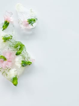 Ice cubes with flowers inside on a white background. Spring symbolism. With empty space for inscription or text.