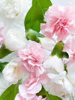 Carnation in water, spa background. Leaves, gypsophila and carnation with water drops.