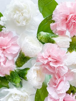 Carnation in water, spa background. Leaves, gypsophila and carnation with water drops.