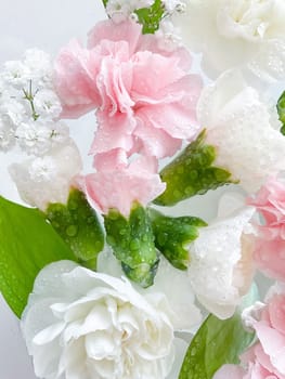 Carnation in water, spa background. Leaves, gypsophila and carnation with water drops.