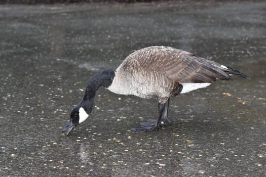 Goose Looking for Food in the Rain. High quality photo