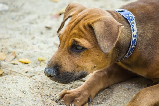 dog in the garden