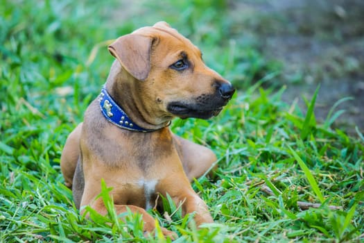 dog in the garden