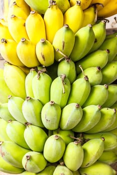 Green and yellow Banana in the asian garden