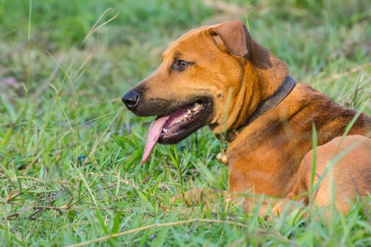 dog in the garden